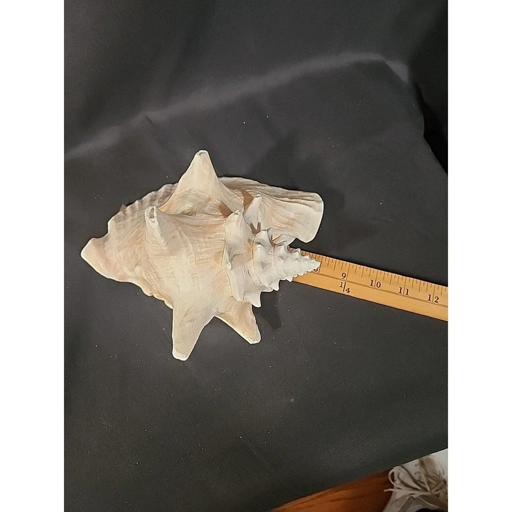 Queen‎ Conch Shell Pink Horned Large Seashell 9 x 7 Nautical Beach Ocean Coastal